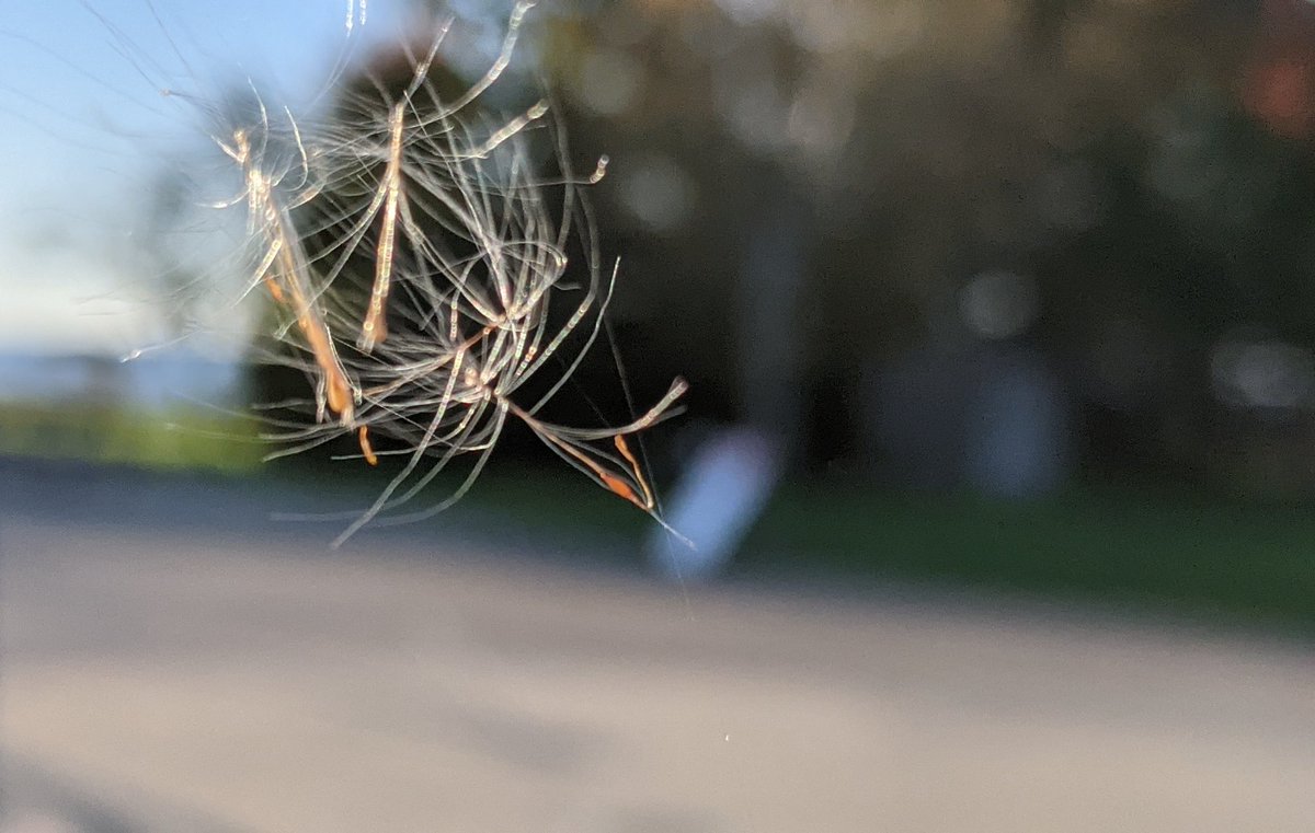 relaxtalkchat's tweet image. What a coincidence！
The magic of just one spider silk 
#SpiderSilk #DandelionSeeds？#ReflectedLight #MobileSnapshot