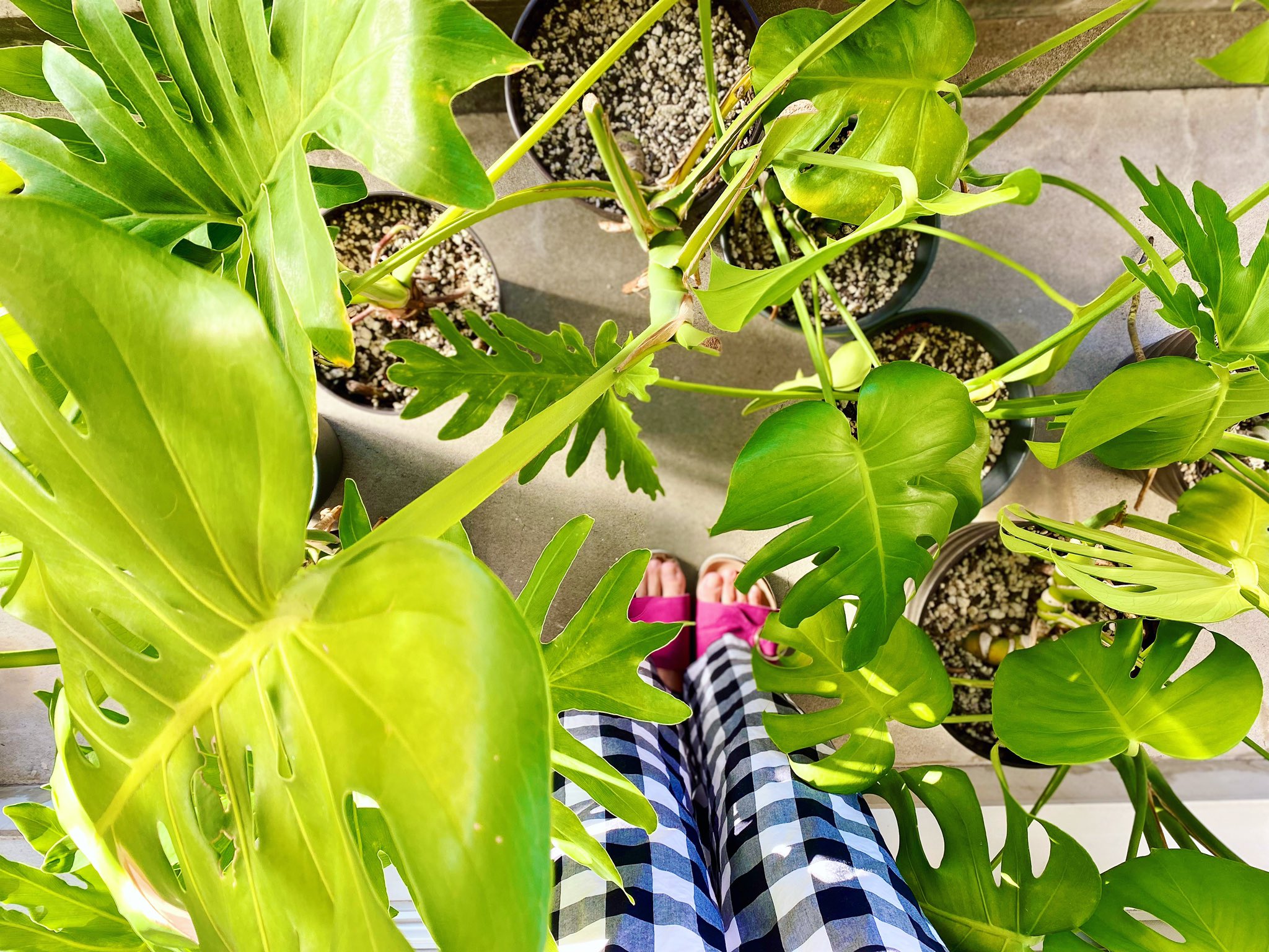 An 夏のあいだベランダで過ごした植物たち 太陽浴びてとてもご立派に成長されて 狭いぃぃ 笑 今度の休みで手入れをしたら冬のあいだは暖かい部屋で過ごしてもらおう ベランダジャングル化 モンステラ 観葉植物 巨大化 Ig T Co