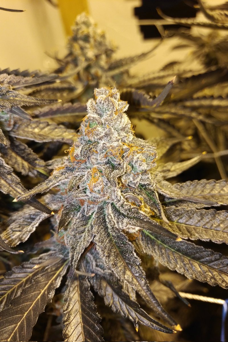 GrowTreesBC's tweet photo. Punch breath symbiotic genetics https://t.co/2QqtYqpmLt