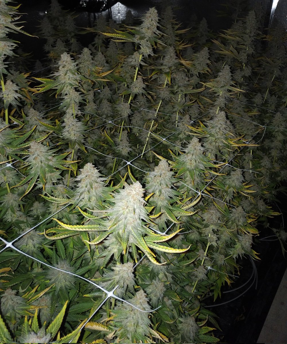 GrowTreesBC's tweet photo. Mandarin zkittlez https://t.co/quuPtbN3Wj