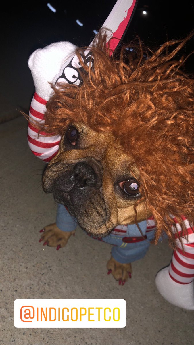 FarmBully's tweet photo. Day 19 of 31 Days of Halloween 👻
@indigopetco 
#31DaysOfHalloween #Day1 #Mahogany #Indigopetco #Chuckie 
#MahoganyTheFrenchie #MemoirsOfMahogany #FunFrenchie #LovingLife #BossDog #RockStar #QueenMahogany 
#frenchbulldogs #frenchbully #puppylove #frenchiepuppy #frenchielovers https://t.co/cAKHsGelCe