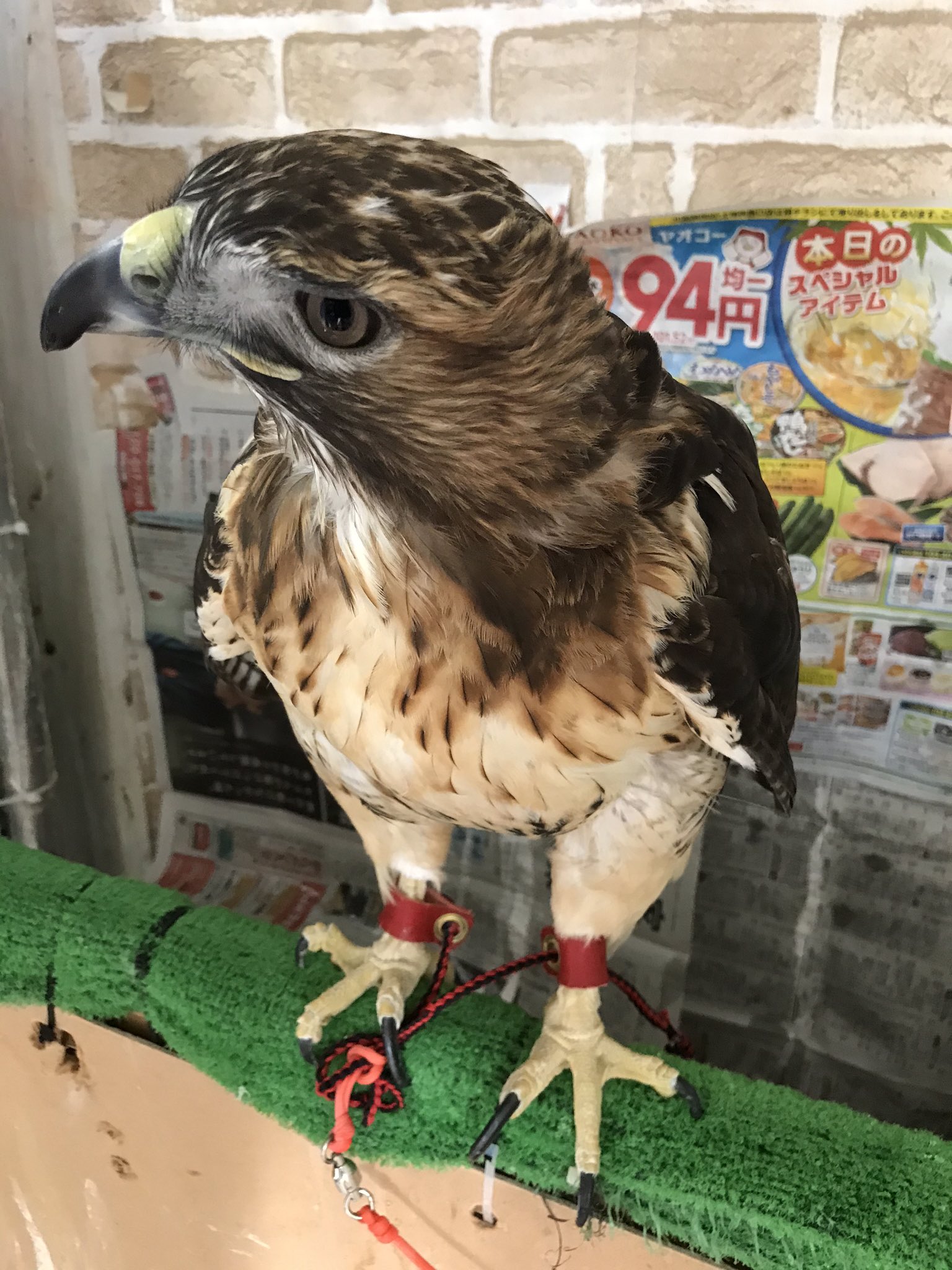 アクアリミテッド 朝の猛禽チーム 私担当の四羽は調教 餌やり完了 師匠は重役出勤だから8時の時点でもまだ夢の中 猛禽類 レッドテールホーク シロノスリ シロガシラトビ フィニッシュオオタカ T Co Qmiqrelcs7 Twitter