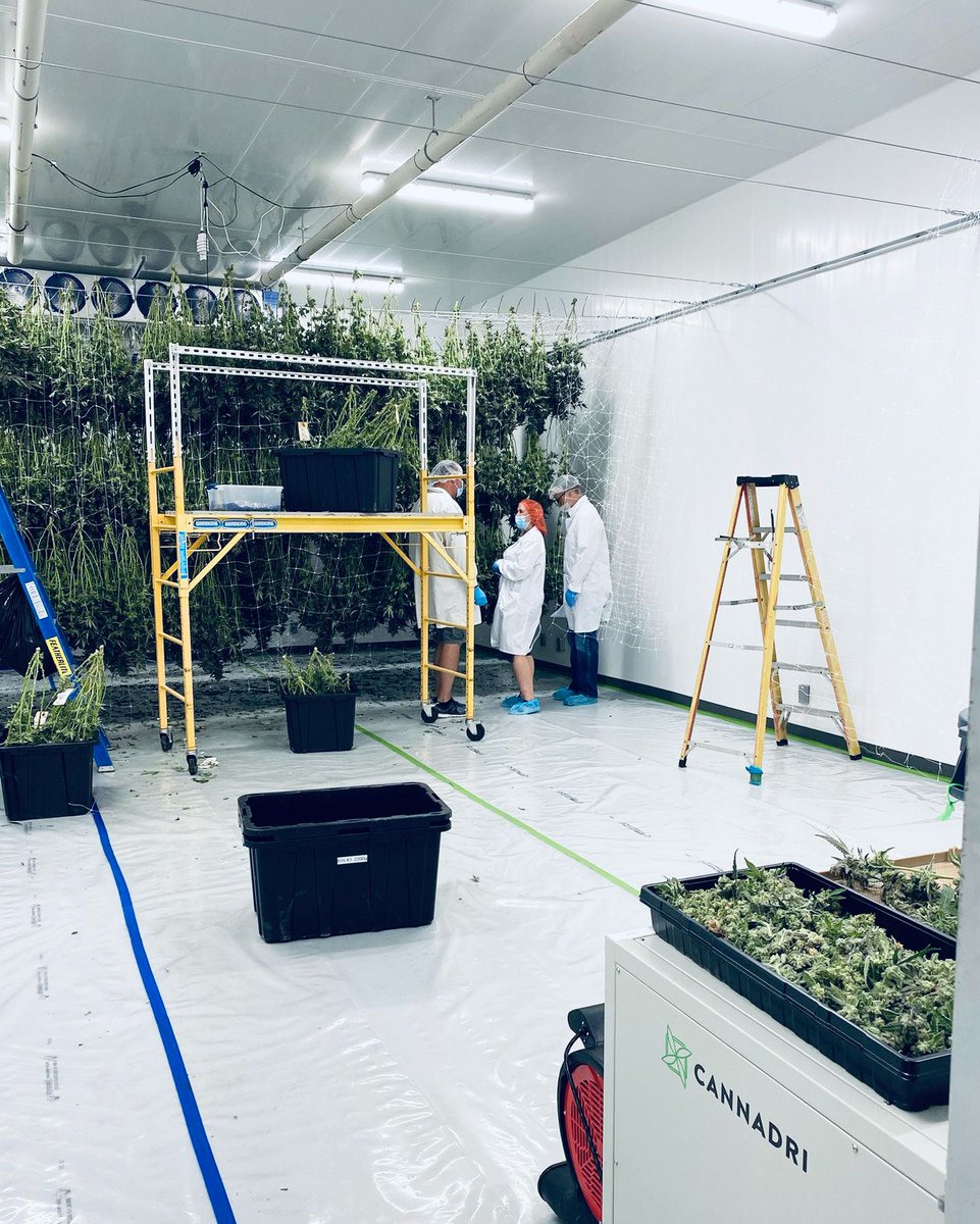 CannadriEquip's tweet photo. Some serious curing happening at @mvcannabis. Their dry room is pretty impressive! https://t.co/BlNQg3lDGm