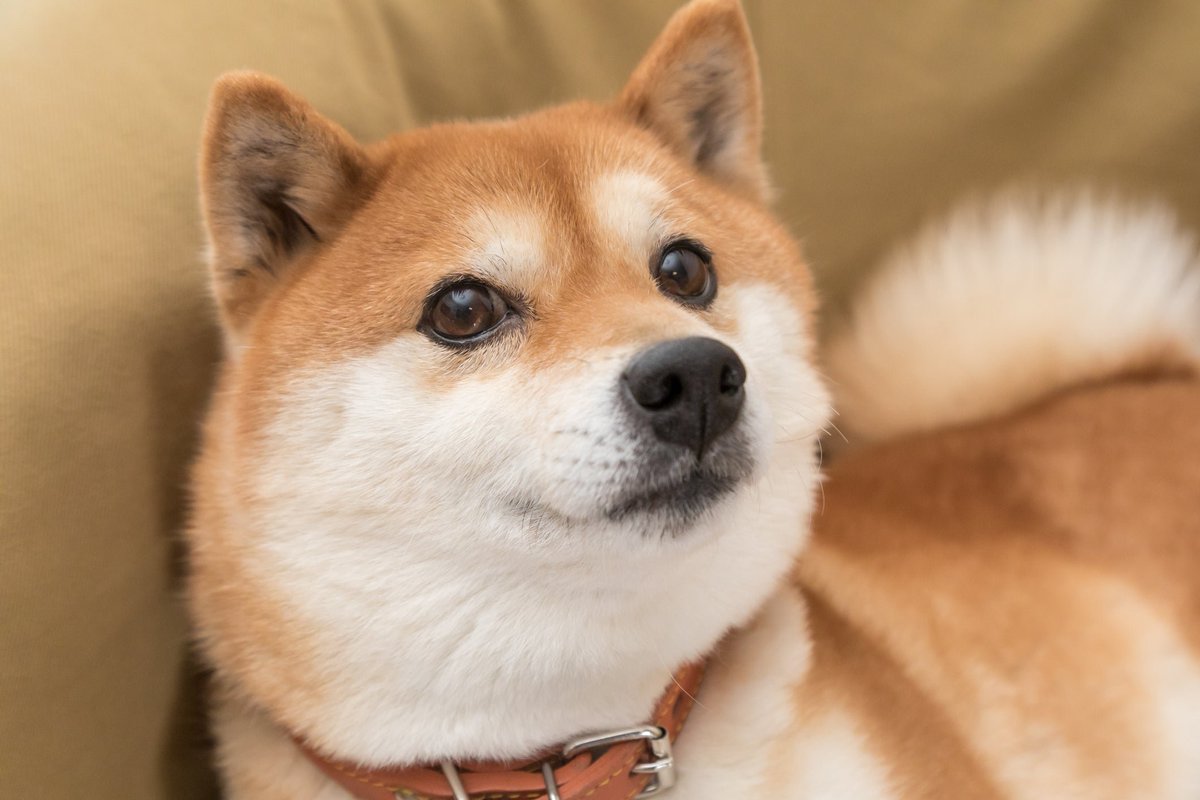 doge_albania's tweet photo. Thank you #dogecomunity
#dogearmy #DogeFam
My first 500 #followers
πππππππππππππ https://t.co/rlN8aRoYmh