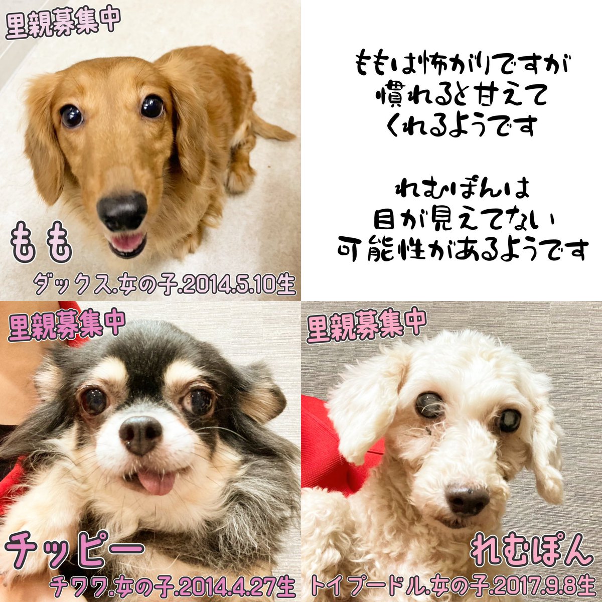Top Tweets For 里親募集型カフェ Twstalker Top Tweets For 里親募集型カフェ Twstalker