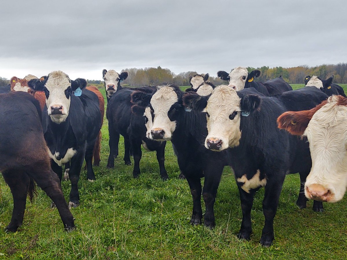Ltimbercattle's tweet photo. We finally got some rain in Minnesota. Looking forward to finishing the sale of this years heifers and moving onto the next groups. The first picture was taken in July, the second was today. https://t.co/C1OuJlgDLk