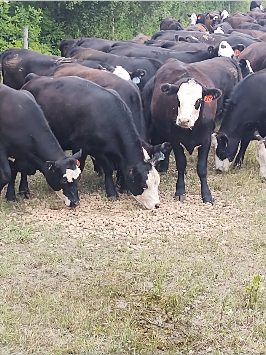 Ltimbercattle's tweet photo. We finally got some rain in Minnesota. Looking forward to finishing the sale of this years heifers and moving onto the next groups. The first picture was taken in July, the second was today. https://t.co/C1OuJlgDLk