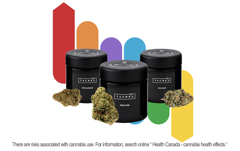 New to the Spectrum Therapeutics shop: <a href="/7ACRESmj/">7ACRES</a> Sensi Star, Jack Haze, and White Widow. Learn more here: bit.ly/3aRUzOm
#MedicalCannabis