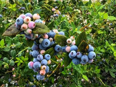 BerriesSuperior's tweet photo. Are you a retailer looking for the BEST blueberry for your market come next Spring?  Look no further!

Contact us today to become a Superior Berries retailer. 
https://t.co/Fx7xp3jntY https://t.co/FpgUKEhQRM