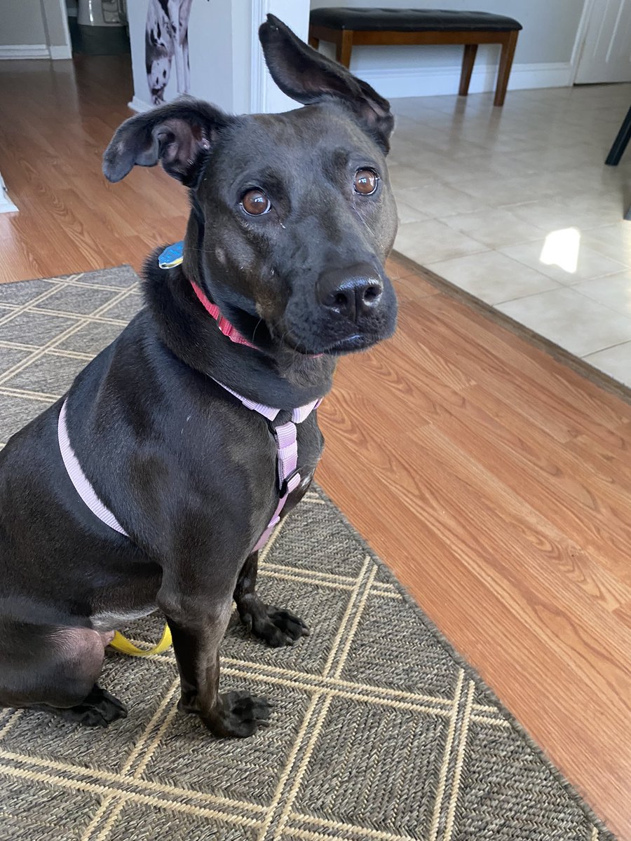 ‘Go ahead, caller. I’m listening’ Salem wants you to tell her everything, especially that her eyes are beautiful 😍 available for adoption <a href="/all4pawsrescue/">All 4 Paws Rescue</a> #all4pawsrescue #adoptable #adoptdontshop #RescueDogs <a href="/dog_rates/">WeRateDogs</a>