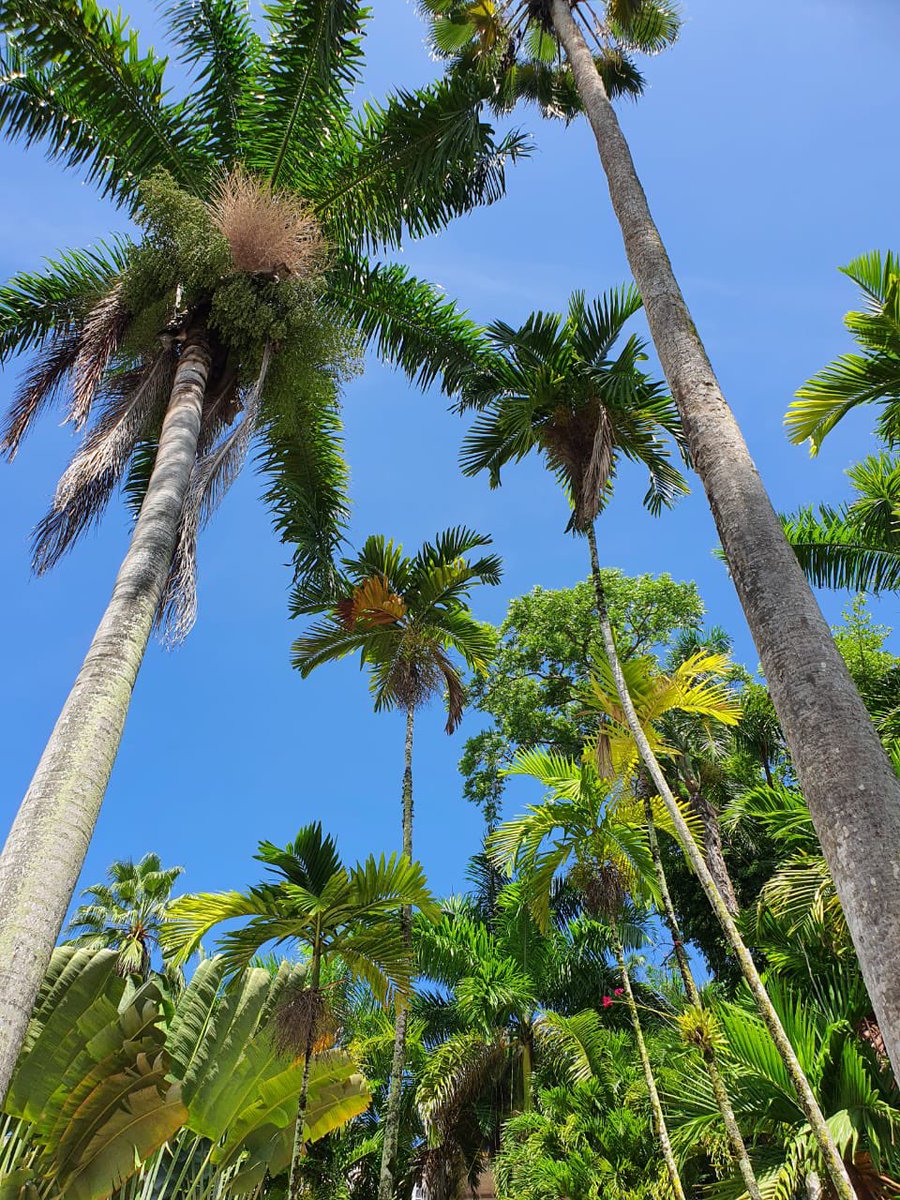 simclarkecooper's tweet photo. @SonjahStanley @jahmekyagyal @djmillerJA @CaroleBeckford @DahliaHarris @suezeecue 96 degrees …. not much shade. #RealHot #OchoRios #Jamaica https://t.co/dufXT6tYLx