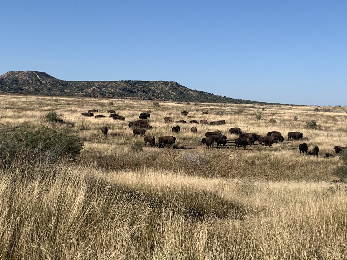 Donald_Beard's tweet photo. What a view!  #beardherd #CaprockBisonCo https://t.co/vgacuTLgbL