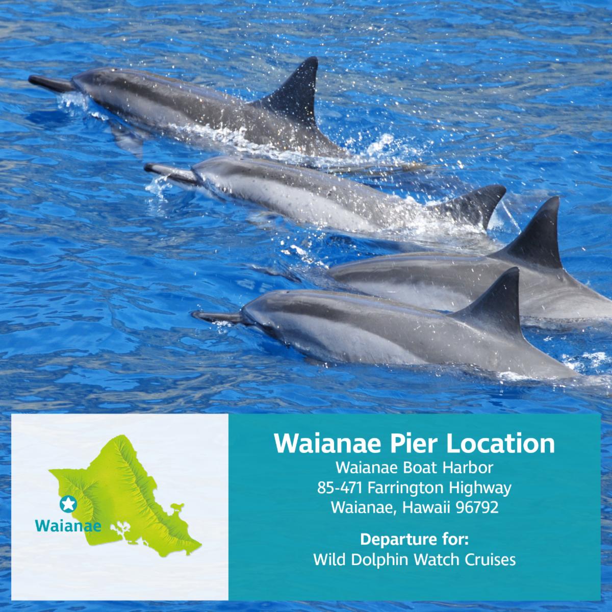 Dolphin Star tweet media
