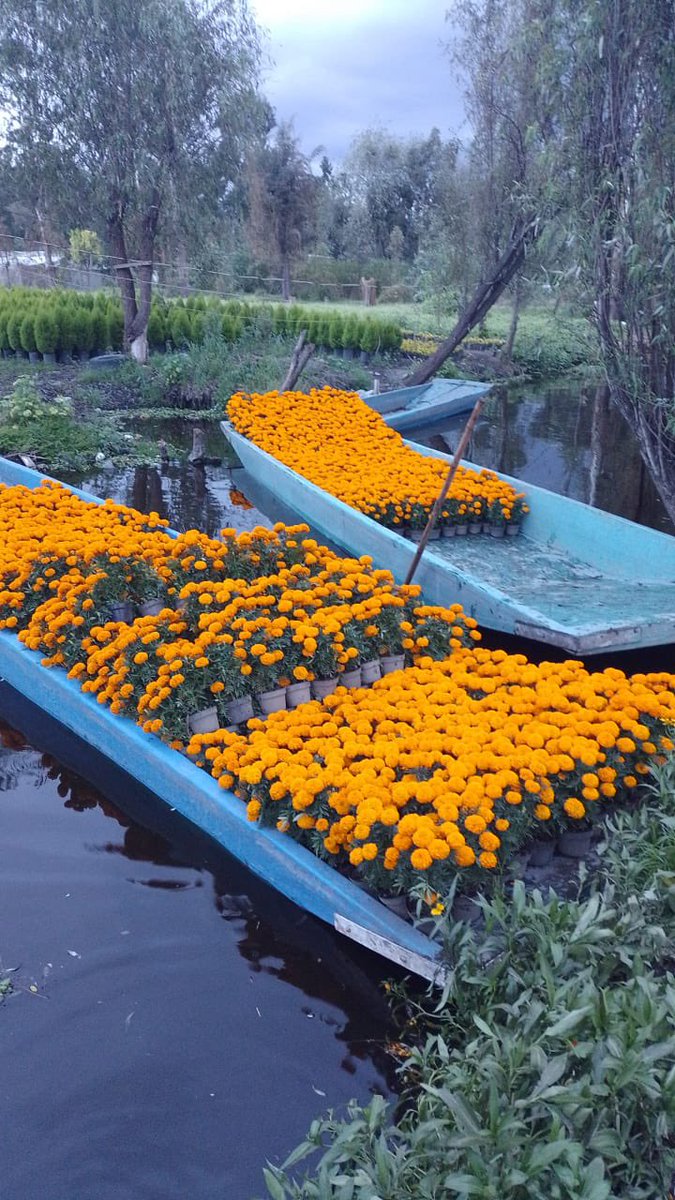 wonder_m_r's tweet photo. Así se ven los cempas cuando los sacan de las chinampas de Xochimilco 🧡💛 https://t.co/dAaQsp3Ppw