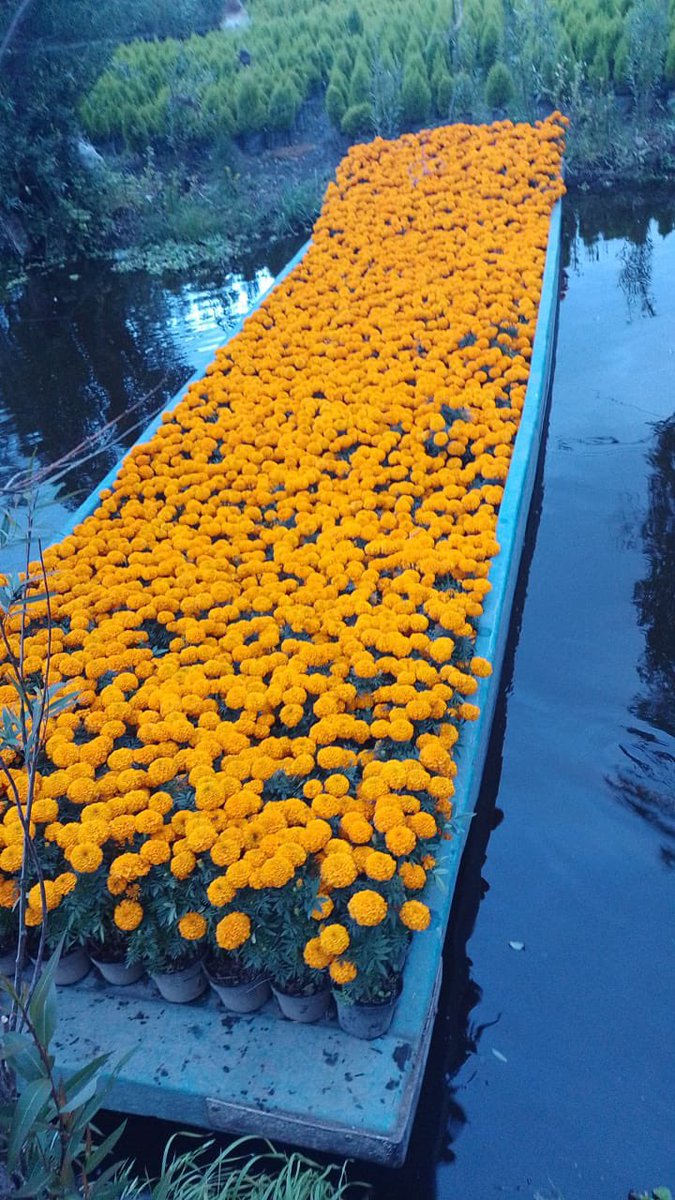 wonder_m_r's tweet photo. Así se ven los cempas cuando los sacan de las chinampas de Xochimilco 🧡💛 https://t.co/dAaQsp3Ppw