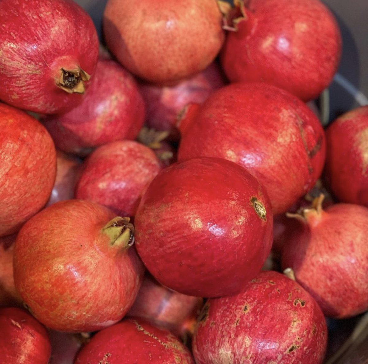 MingNaWenU's tweet image. 📸| @WenEverbyMingNa (@MingNa) on IG 

“It’s pomegranate picking season!

I look forward to this every year! 

So rich in nutrients and anti-oxidants. Best of all, they are yummy and fun to eat.”

#wenever #wenevermingnawen #mingnawen #mingna