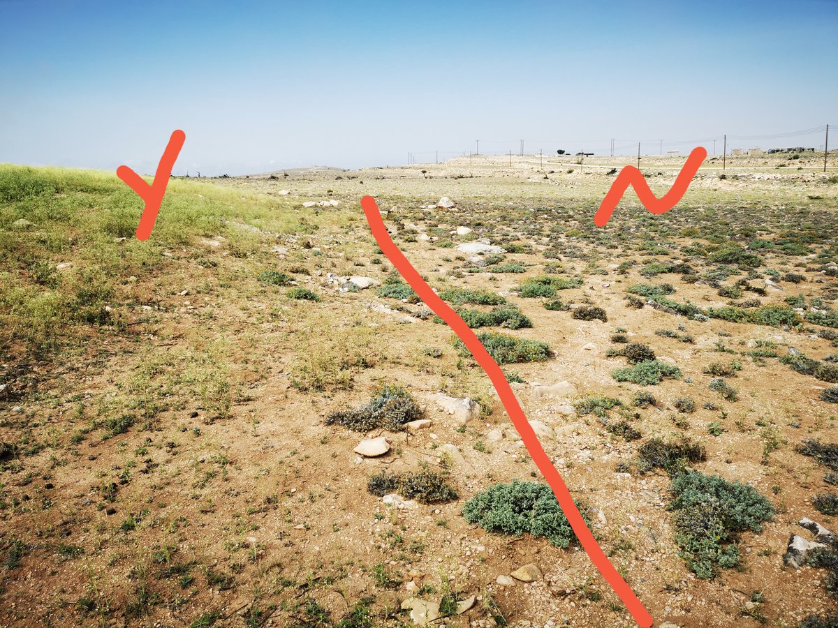 في الصوره في نفس المنطقه نبتة البارثينيوم تنمو في منطقه ولا توجد بالمنطقه المجاوره!!! #البارثنيوم