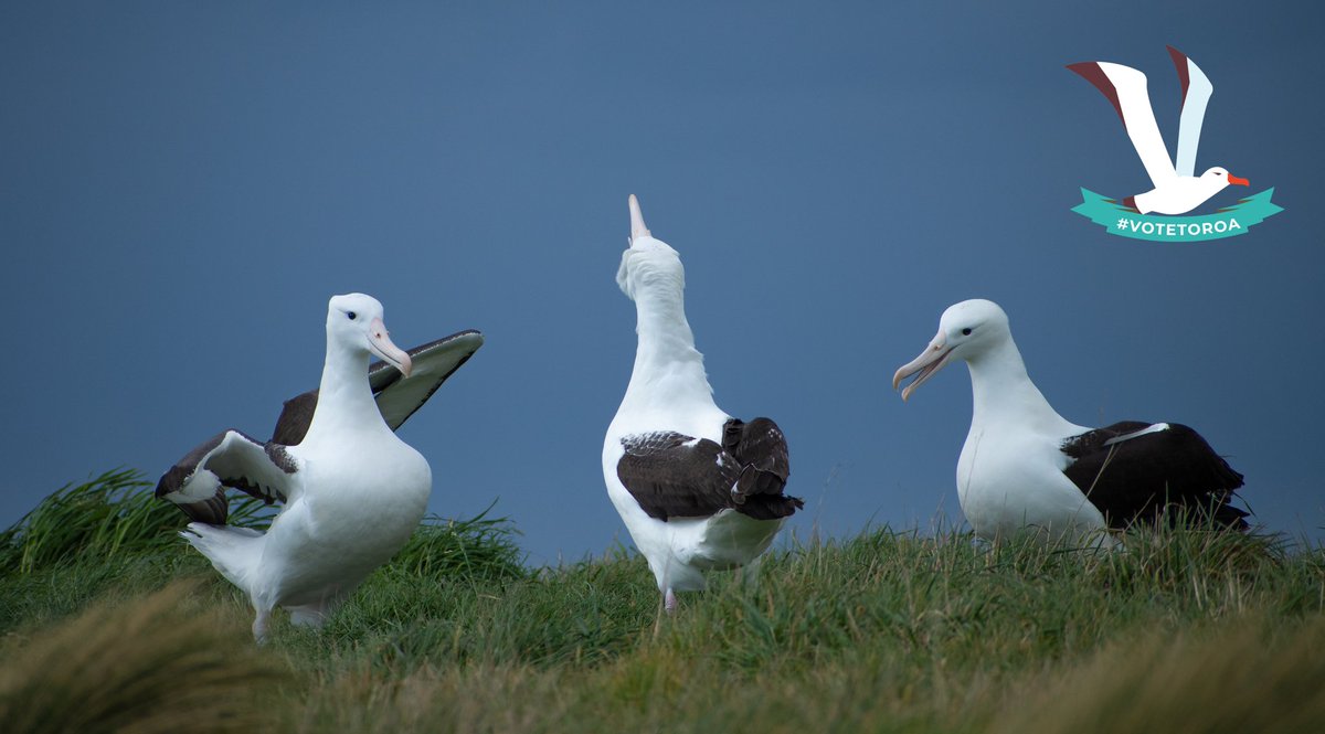 Over 90% of New Zealand seabirds are threatened. Raise awareness for marine conservation by voting Antipodean Albatross / Toroa for Bird of the Year. #votetoroa #royalalbatross