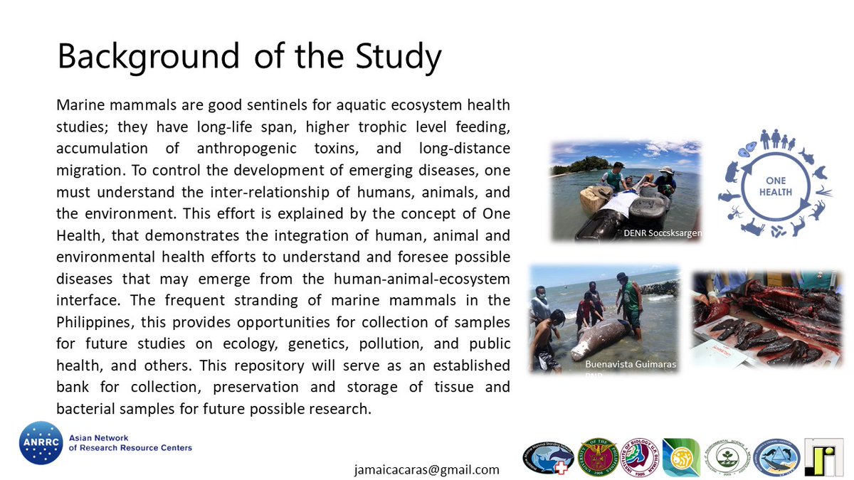 paperjaamm's tweet photo. Stranded marine mammals? Oh whale! Find out how this unfortunate event can be an opportunity for science: Bacterial collection and tissue repository from cetaceans stranded in the Philippines from 2017-2021. 🐬🐳🔬🦠🧫 @anrrc2021   
 #ANRRC2021 #COVID19 #SDG https://t.co/a7Ima3tWJK