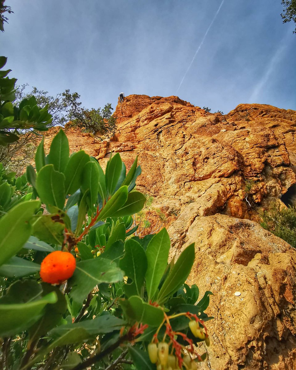 On vous prépare un nouveau circuit dans l Estérel au pied du rocher des monges :)

<a href="/VilledeTheoule/">Théoule-sur-Mer</a> <a href="/OtTheoule/">office de tourisme</a> <a href="/EsterelCoteAzur/">Estérel Côte d'Azur</a> #cotedazurfrance #alpesmaritimes