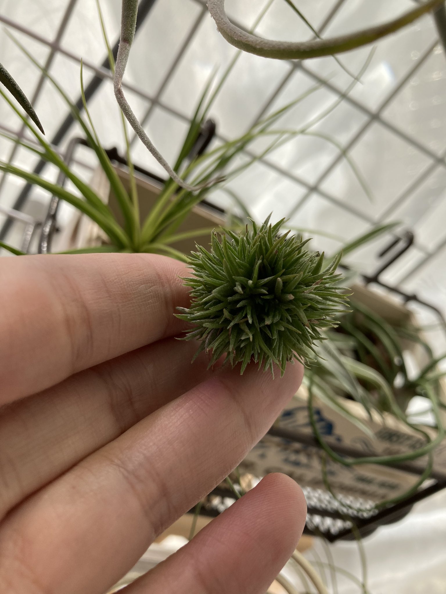 野原祐太 Yutart アエラントス テディベア まんまるかわいい アエラントステディベア エアープランツ チランジア T Co Glcz2ya3jr Twitter