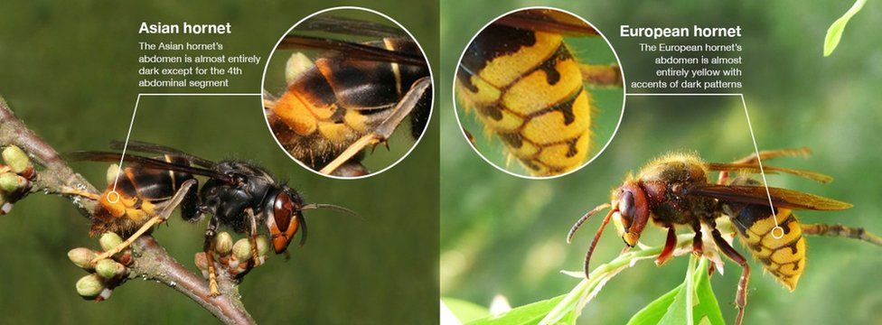 Beekeepers and members of the public are being asked to remain vigilant after an Asian Hornet was spotted in the Ascot area of Berkshire.⚠

💻 Find out how to identify an Asian Hornet: okt.to/G60dkK

#news #bees #warning