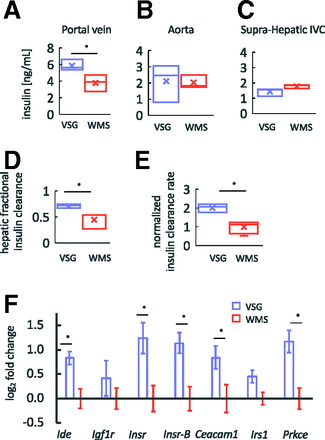 DiabetesLabIBGM's tweet photo. Sleeve gastrectomy in obese mice increases Hepatic #Insulin #Clearance Independent of Weight Loss, but associates with upregulation of hepatic #IDE, INSR, #CEACAM1 gene expression. Find out more https://t.co/SMEFIgtHP9
@ADA_Journals @SED @ciberdem https://t.co/iIvajZcg70