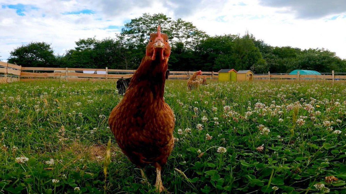 CourrierPicard's tweet photo. 10 000 #poules à sauver de l’abattoir à #Broyes, entre #Breteuil et #Montdidier
#Oise #Somme
https://t.co/PvzxyMNzGV https://t.co/d0t6tpYX7K