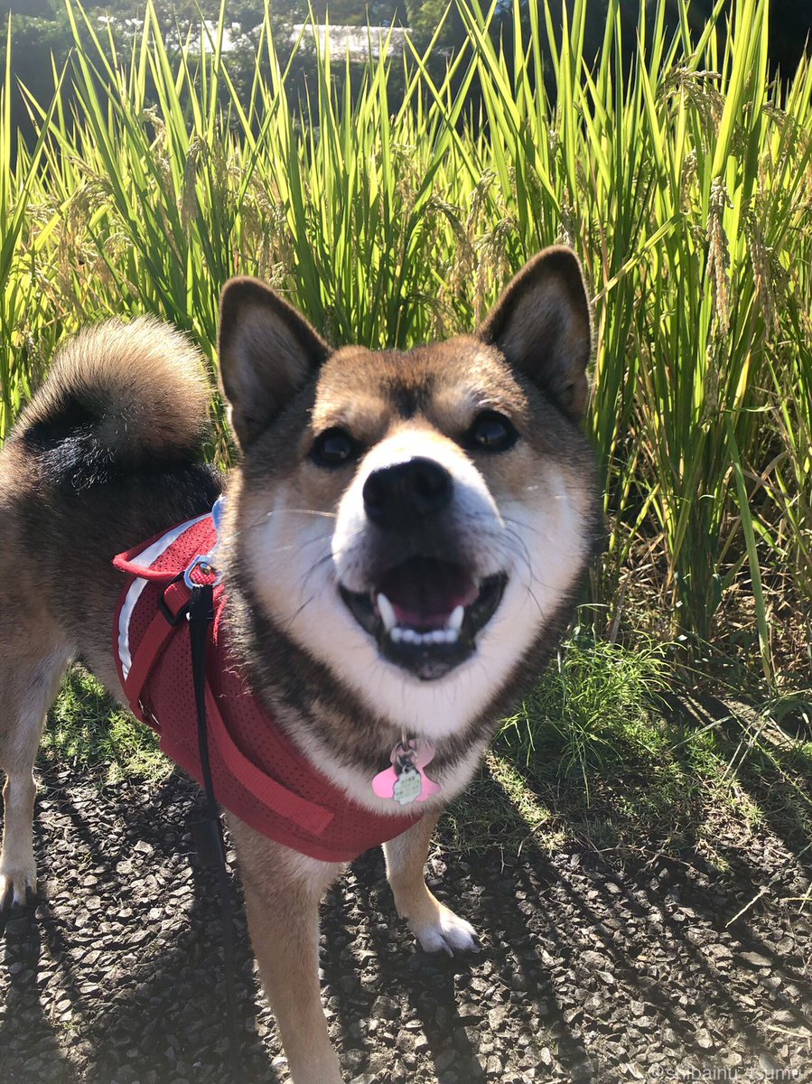 和み犬 柴犬つむ Shibainu Tsumu Twitter