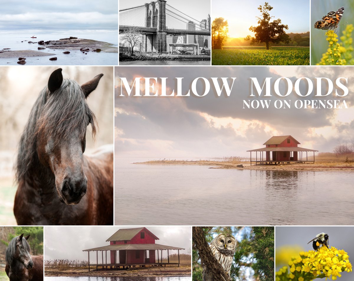 ladie_crypto's tweet photo. First collection, MINTED.  A series of photographs representing moments when I felt mellow, happy, and free. A portion of sales will go to sponsoring artists on OpenSea in Countries where crypto/eth may be a roadblock. https://t.co/qGdh8HsI0a #NFT #photography https://t.co/1Vdt2Uuadm
