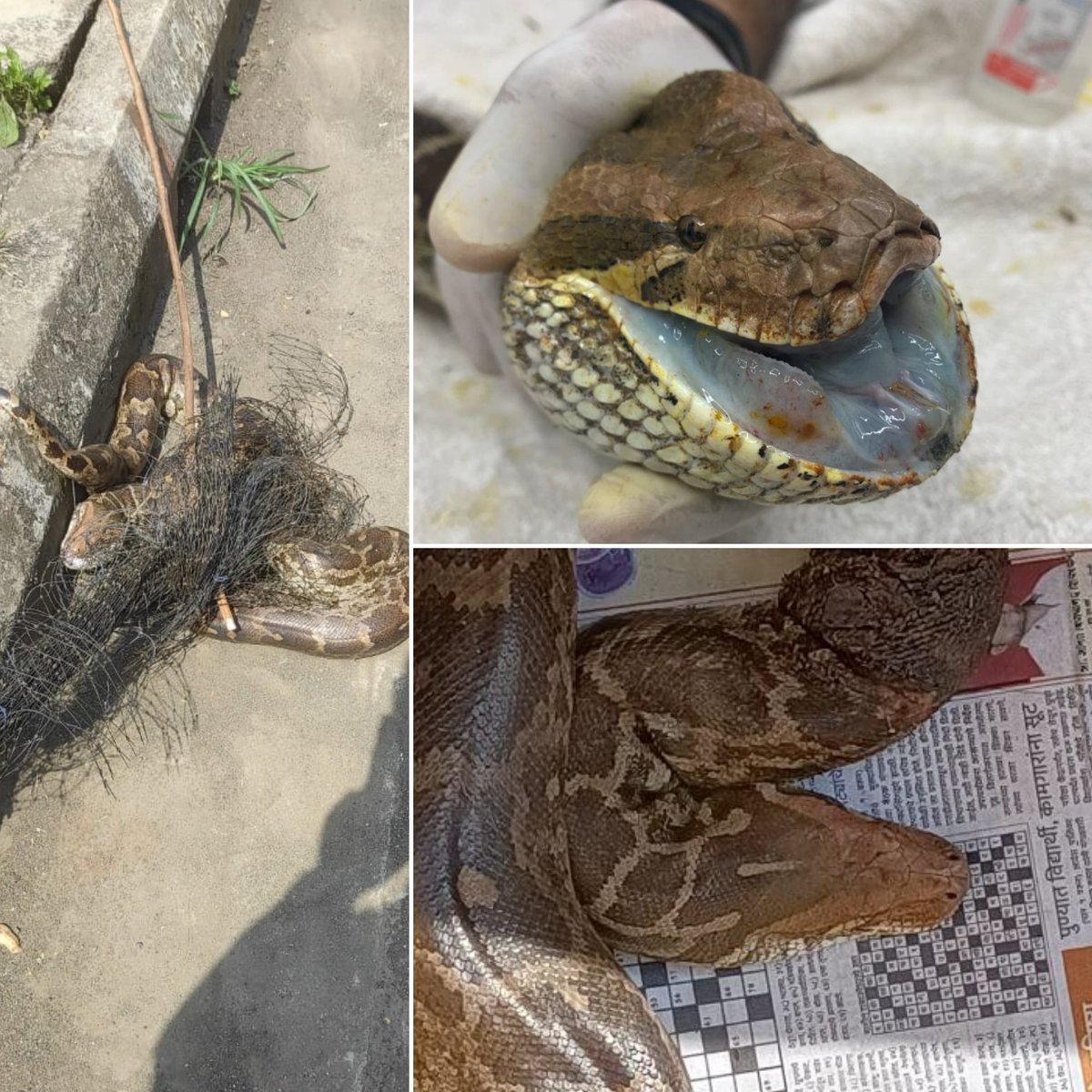 neha_panchamiya's tweet image. #IndianRockPython entangled in a net, probably struggled in it for hours before getting rescued. The struggle caused skin lacerations & fluid accumulation in the head region. Treated at @resq_wildlife 24 hours & he's making good progress! #indianwildlife #RESQwildlifeTTC #pune