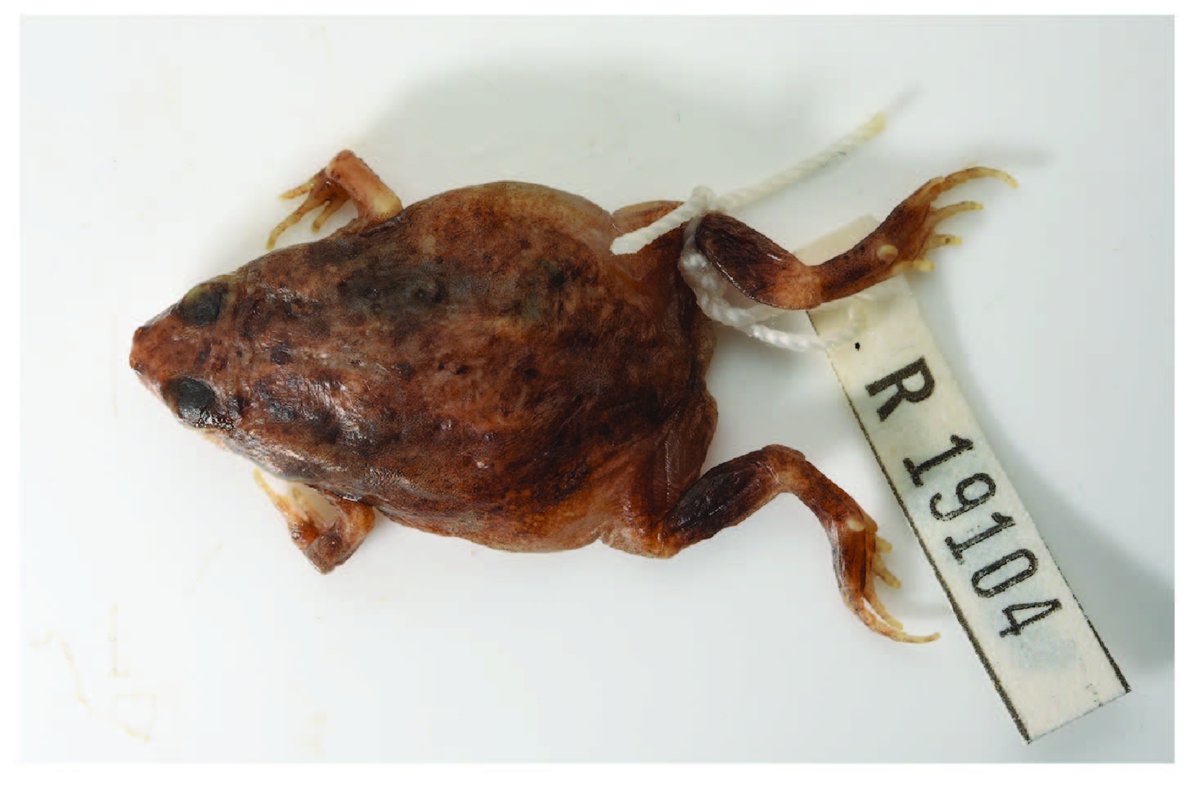 Our new species of frog from the Wessel Islands of the Northern Territory - Gurrumul's Toadlet (Uperoleia gurrumuli). Only seen from a trip in 1993! With @Keogh_Lab mapress.com/zt/article/vie… #frog @uwanews