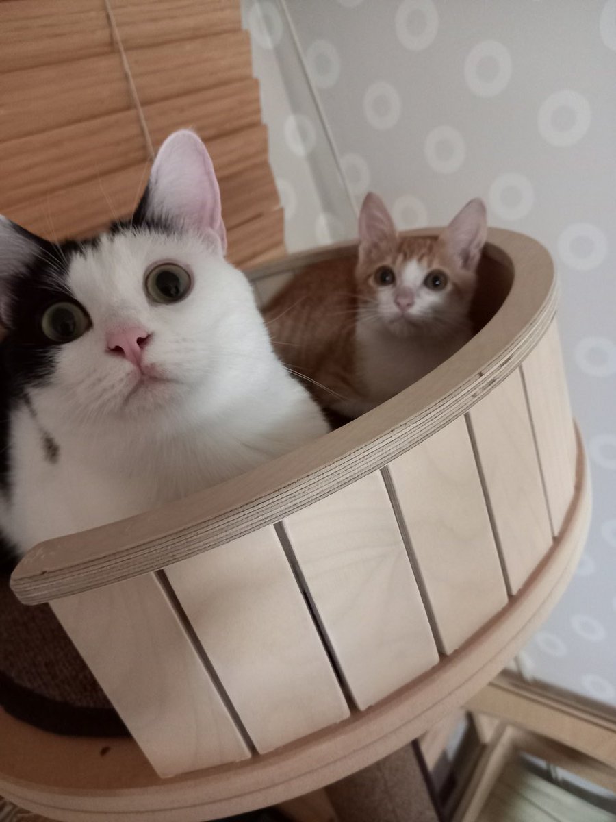saintmillthecat's tweet photo. 밀이는 망금동이랑 먹고 놀고 뛰며 지내고 있어요.
요즘은 금동이한테 놀자고 따라다니는 중!
고양이 형제 완전 OK인 고양이! 🐈🐈‍⬛ https://t.co/mOGCQr3jUe