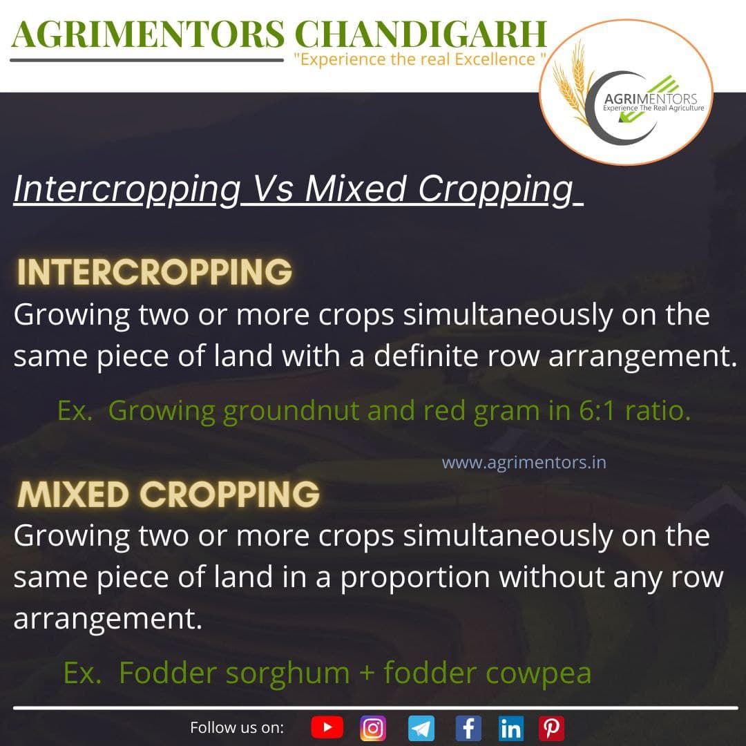 agrimentors's tweet photo. #Agrimentors_Chandigarh is know about in this post #INTERCROPPING and #MIXED_Cropping. This is the important topic of #Agriculture for preparation of #IBPS_AFO, #Haryana_ADO, #NABARD, #ICAR_NET, #FCI_AGM, #Punjab_ADO and all the other agriculture related #competitve_exams. https://t.co/FyJB77Tmw9