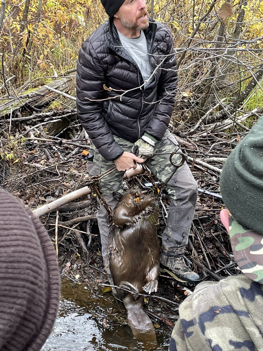 Dead Pine Collective tweet media