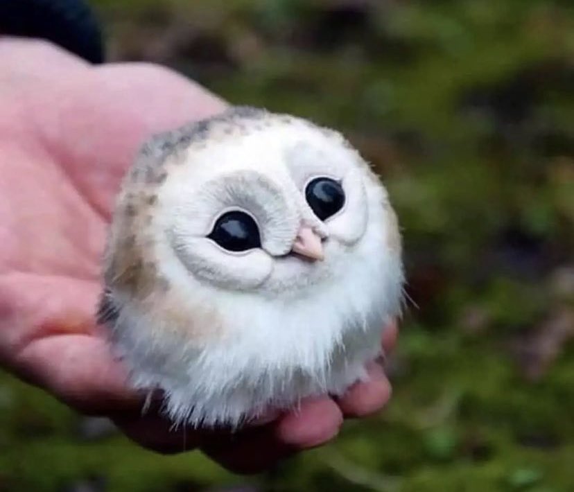 Moniza Hossain tweet media