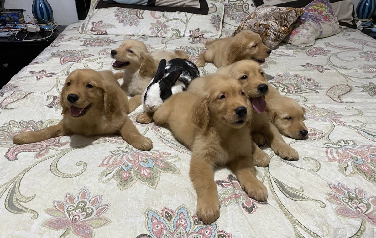 Titivillacorta's tweet photo. Que vergueado es tener una camada de perros y ser tan apegado a los animales, que no querrás dar a ninguno y querer quedarte con todos 🥺 #GoldenRetrievers #panarabbit🐰#lastpicturetogether❤️ https://t.co/1Fd72a1Pa3