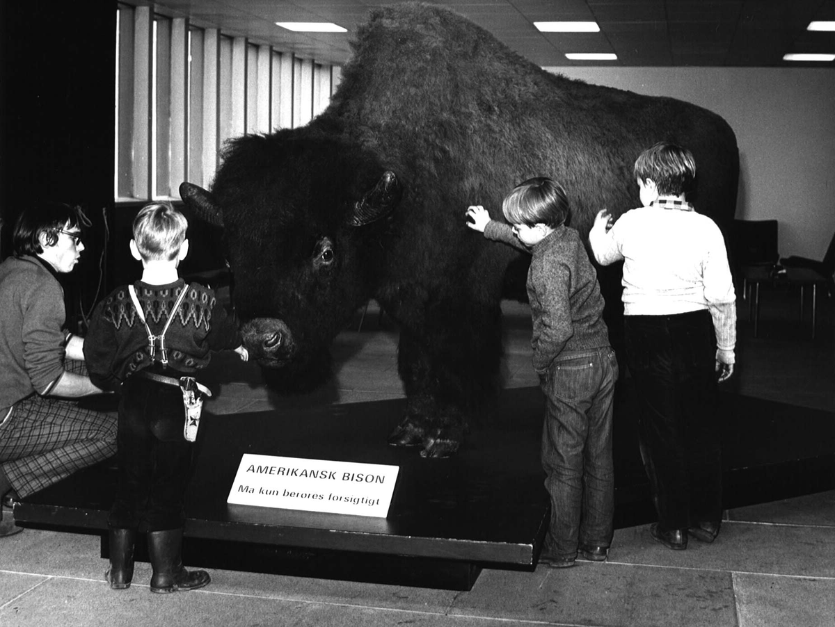 NHM_Denmark's tweet photo. Efter 52 år legendariske år lukker Zoologisk Museum for besøgende den 23. oktober 2022. Lukningen er en del af forberedelserne til samlingen af Statens Naturhistoriske Museum i nye fantastiske rammer i Botanisk Have. https://t.co/pw70xuzMFN https://t.co/JKFVxWJIDF