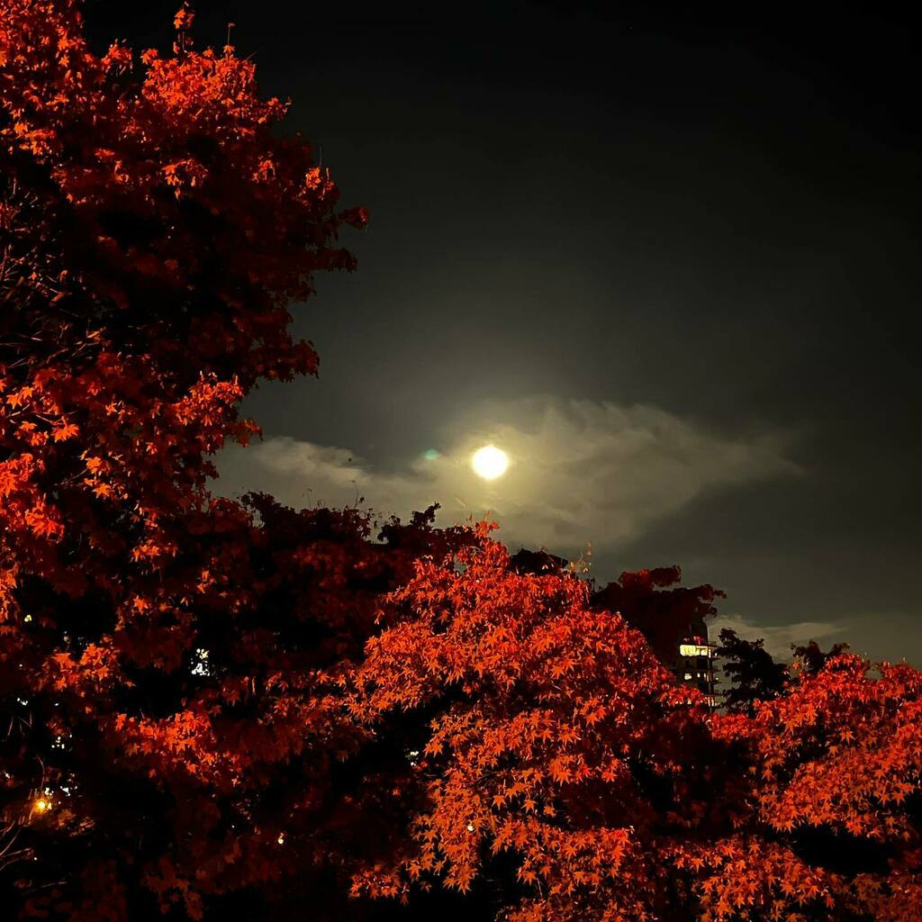 jminter's tweet photo. The October #Hunter #FullMoon rises to illuminate the #FallFoliage around #FalseCreek and competes with the @bcplacelights in @iyaletown
#huntermoon #huntersmoon #fallinleaves #icemoon #dryingricemoon #migratingmoon #fullmoon #luna #lunarcycle #moon #lunarlove #vancouver #… https://t.co/hGm0Nu4r0u