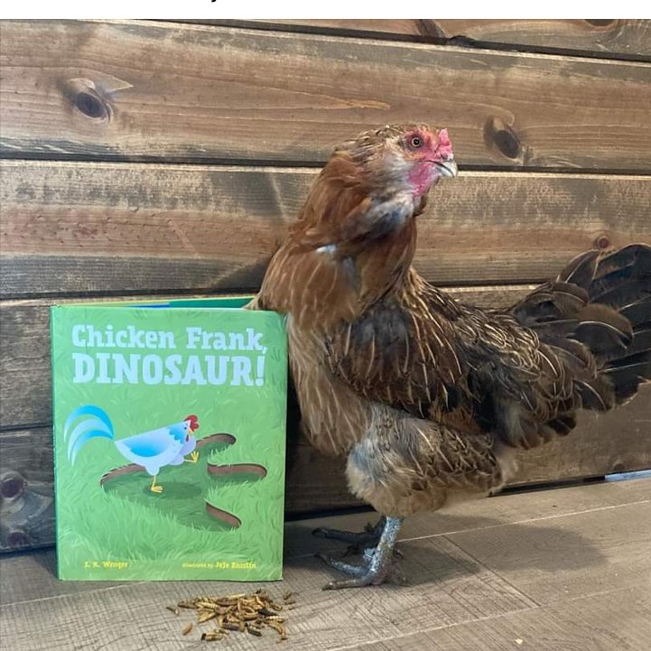 SKWenger's tweet photo. Let's vote... 🤣 Should I bring a certain photogenic & beautiful chicken named Hiccup to book signings/events? 😆 Compare, consider, & chime in.
Hiccup (L) & plain me (R) at The King's English
🎉
#AWFallBooks @AlbertWhitman @KingsEnglish
#DNA #STEM @SteamTeamBooks #evolution https://t.co/G0QeZ8S64Z