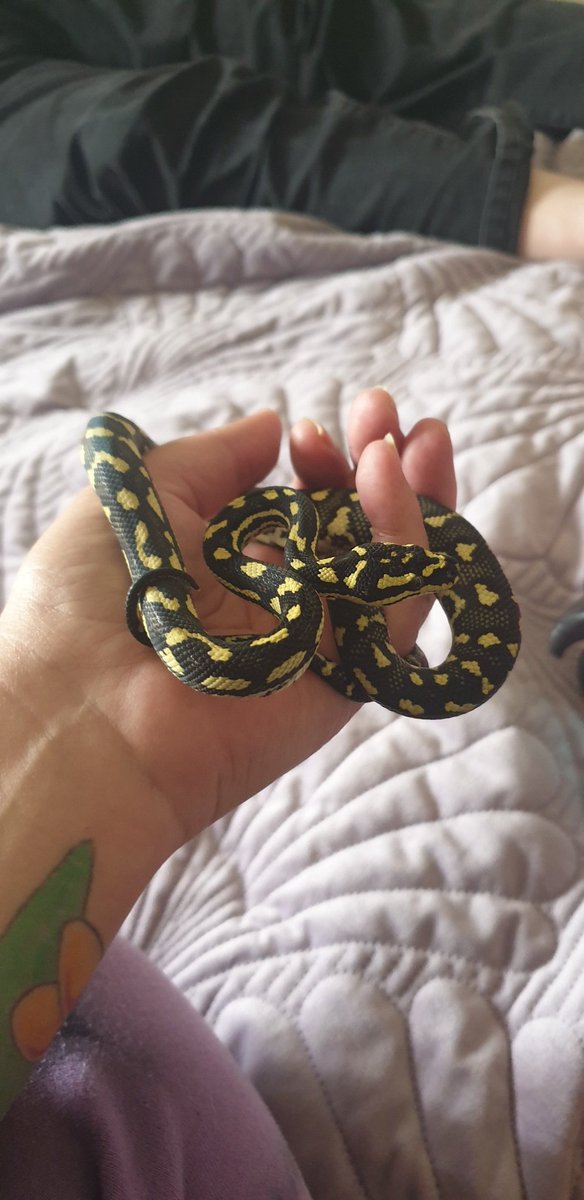 manda_huginkizz's tweet image. My heart bursts for this little guy ❤
#diablo #australianjunglepython #junglepython #snakes #8monthsold