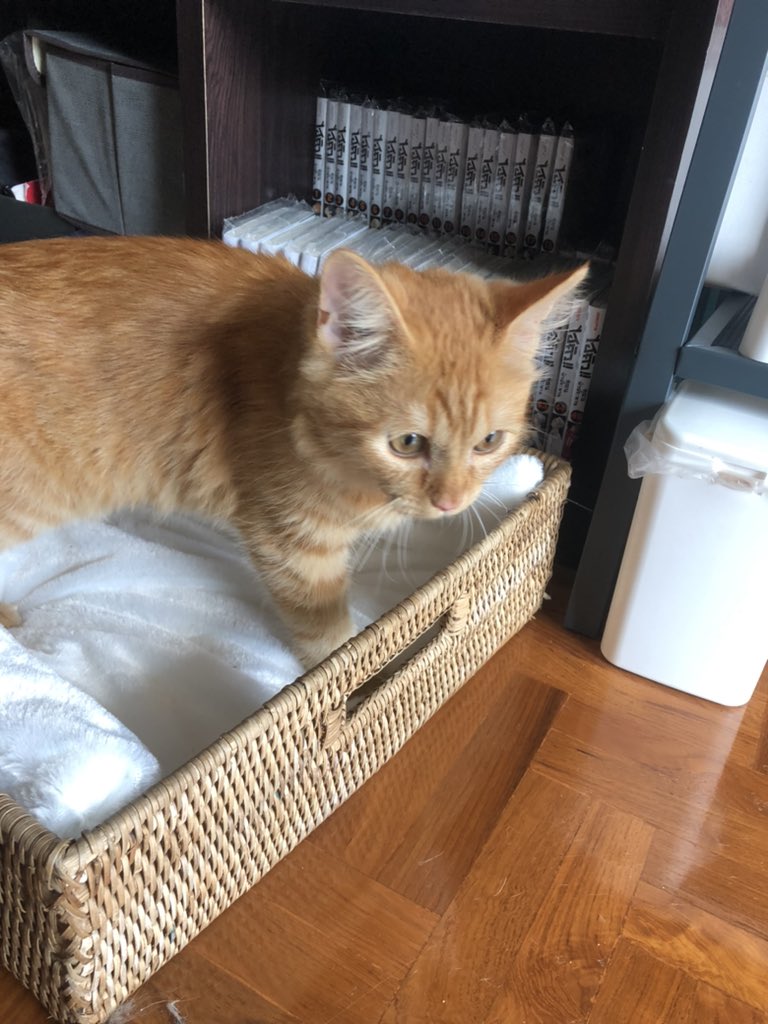 แมวข้างบ้านแอบย่องมาหาอีกแล้ววว