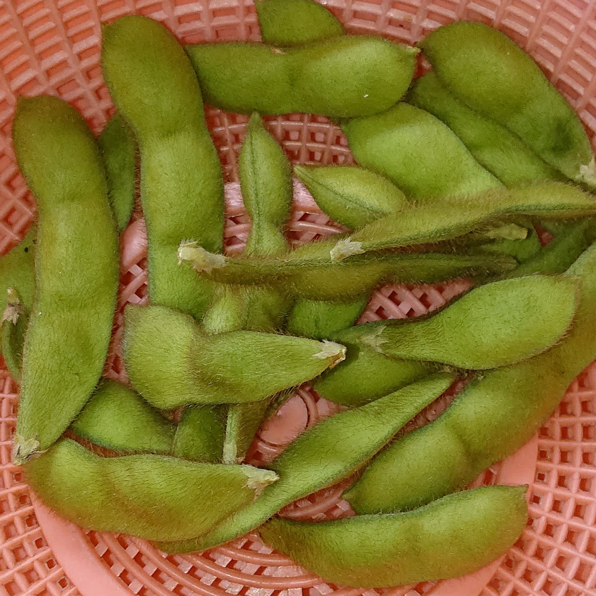 تويتر 勝山 達志 على تويتر 夏の終わり 収穫目的ではなく プランター内の 窒素固定 のために植えた 枝豆 食べてもいいくらい肥ったので いただくことにしました ベランダガーデニング ベランダ栽培 ベランダ菜園 プランターガーデニング プランター栽培