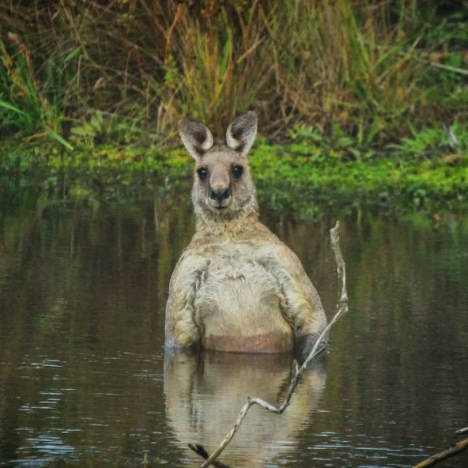 Зачем кенгуру топят животных в воде. Зачем кенгуру топят животных в воде. Зачем кенгуру топят животных в воде. Кенгуру самец. Зачем кенгуру топят животных в воде.