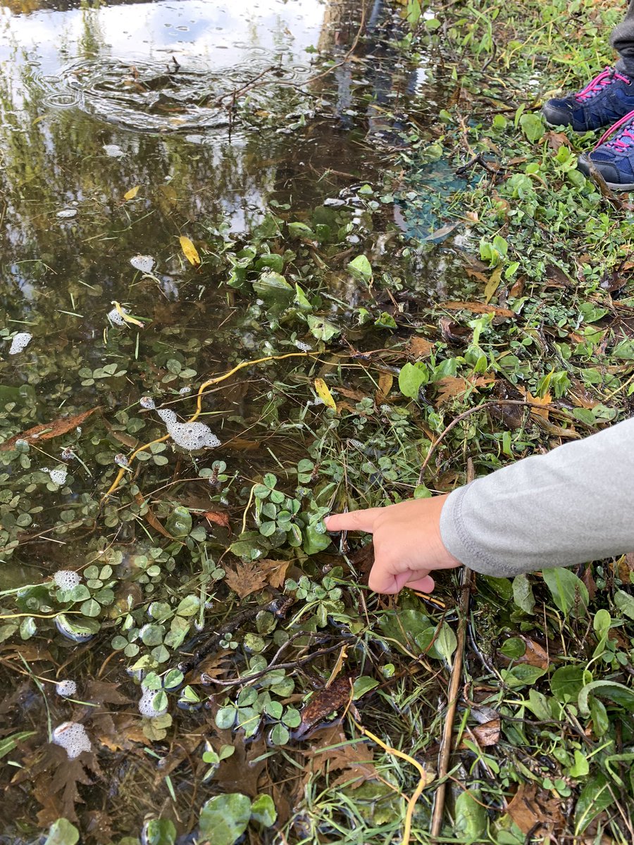 Petits Griffons tweet media