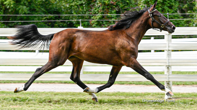 trotinsider's tweet photo. Trotting filly Stonebridge Agate is the first six-figure yearling to sell during the 2021 London Virtual Yearling Sale after spirited bidding during Tuesday's session pushed the sale price over the $100,000 mark Β» https://t.co/xQyR8oVRH5 https://t.co/i2nb0POHFT