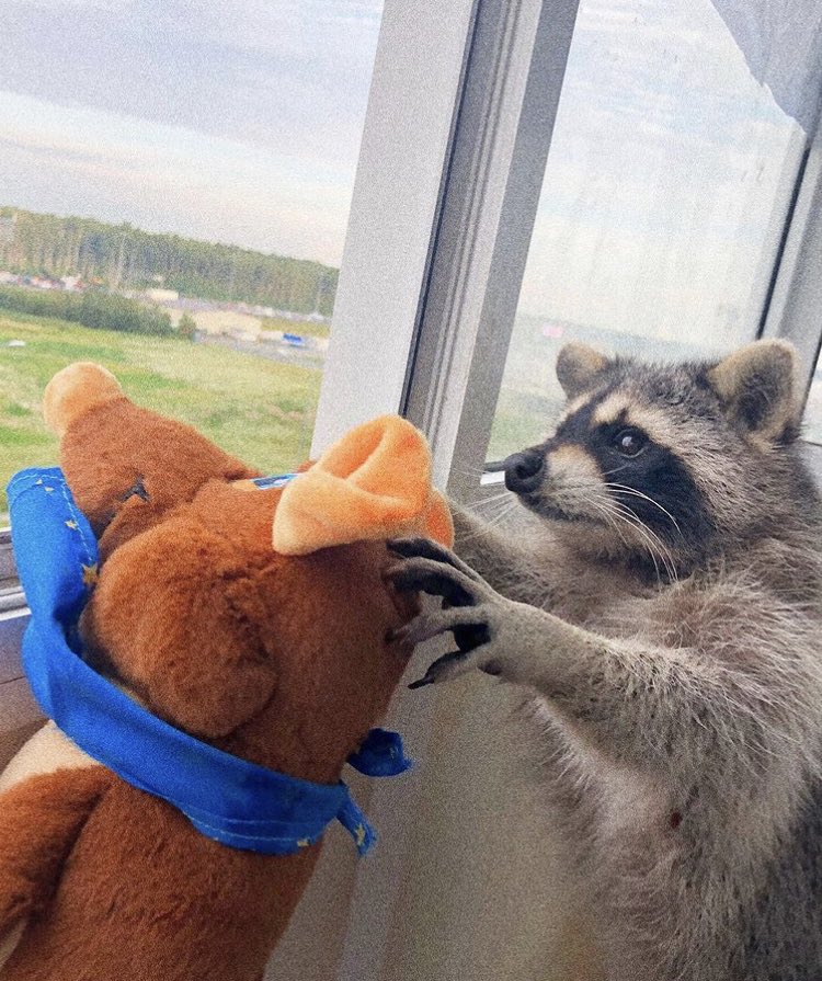 Raccoons Hourly (@raccoonhourly) on Twitter photo 