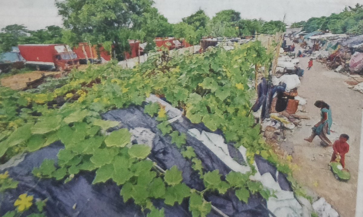 A brilliant example of how #sustainability strategies can improve livelihoods: 700 ragpickers in Delhi turn their shanties into vegetable gardens for free veggies and additional income. Kudos to <a href="/ChintanIndia/">Chintan</a> and <a href="/Bharati09/">Bharati Chaturvedi</a> for driving this initiative.