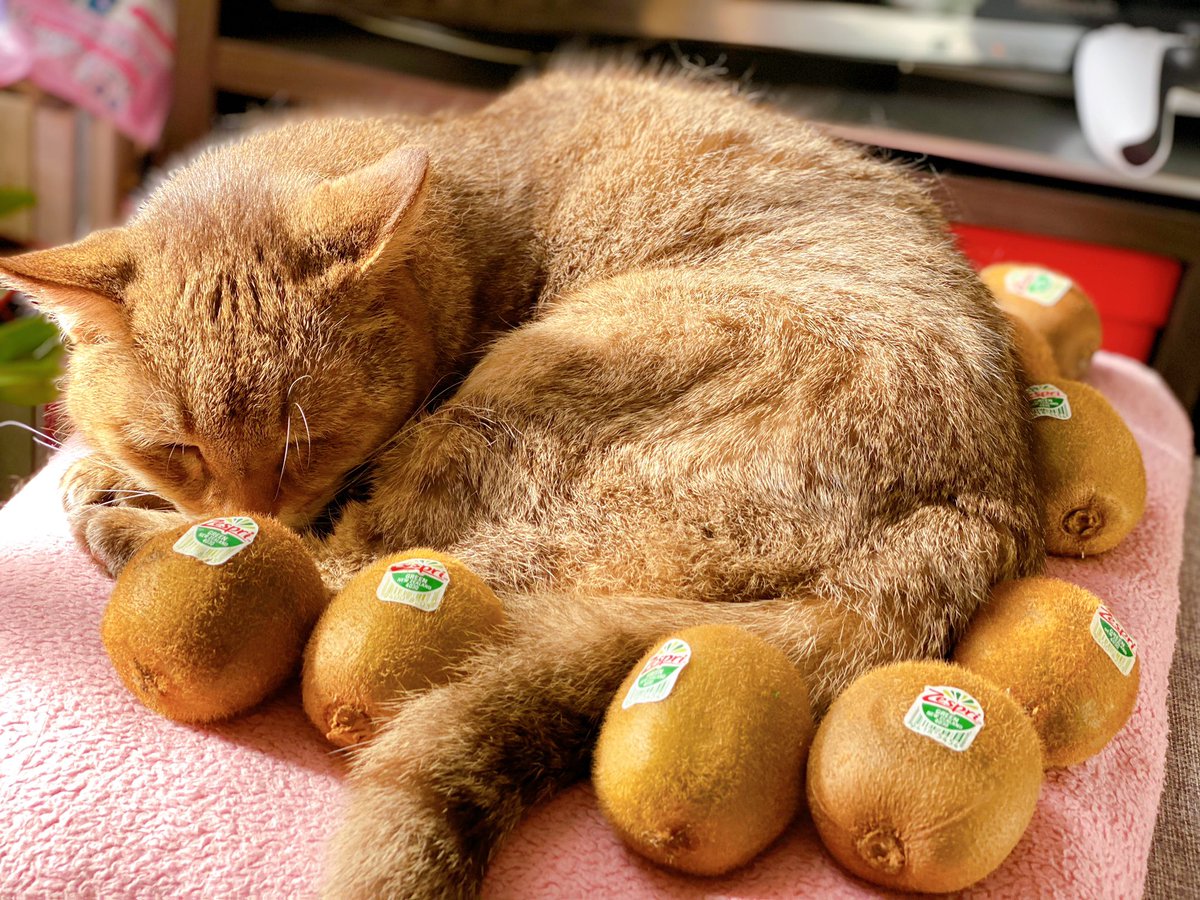 Moco_0217's tweet photo. 果物が欠かせないので
今回も #旬八 さんでキウイ🥝購入

#キウイみたいな猫🐈
#猫のいる幸せ 
#果物のある幸せ https://t.co/kZYhFvcYX7