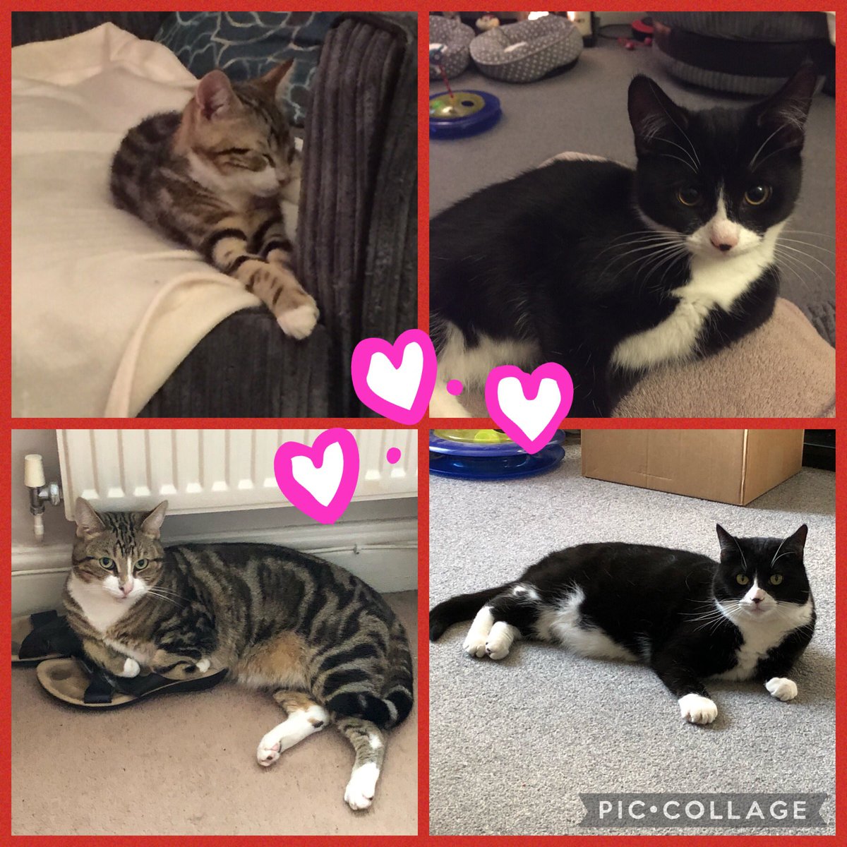 BagelandMuffin1's tweet photo. Itโs our adoptaversary today! Four years loving our best life! Mum thinks weโve grown a bit!! #bagel #muffin #cats #CatsOfTwitter #kitties #cute #AdoptDontShop #wednesdayflashback #bestlife https://t.co/wXtln5pgr8